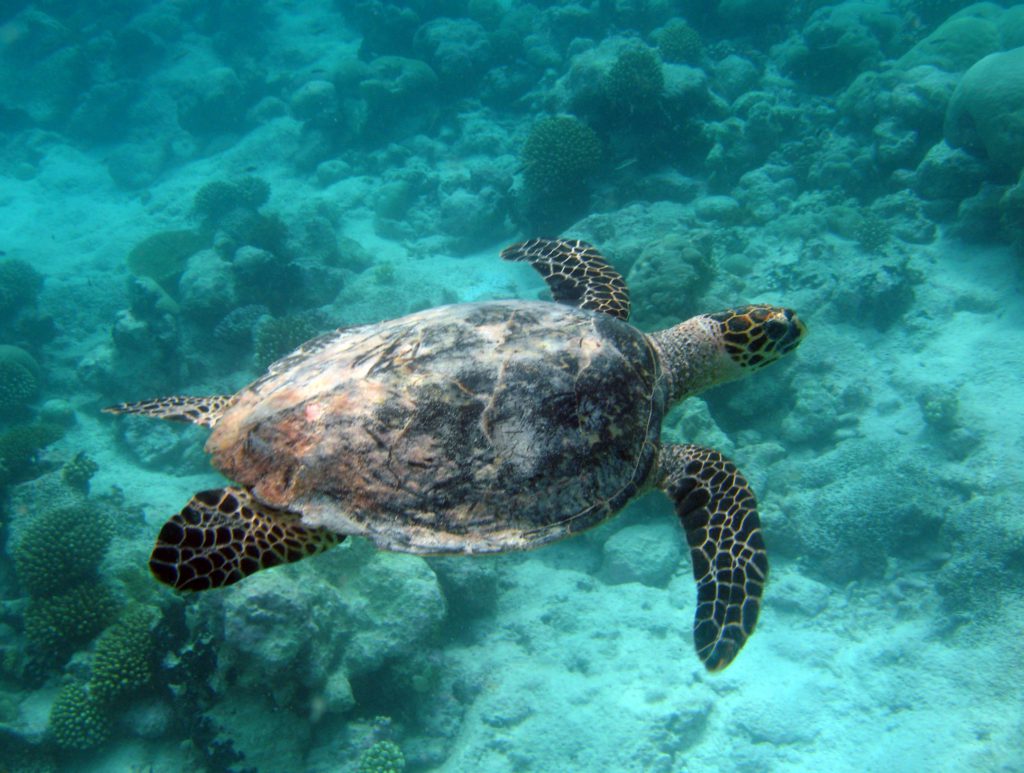 9 Nov Turtle Exped | British Indian Ocean Territory